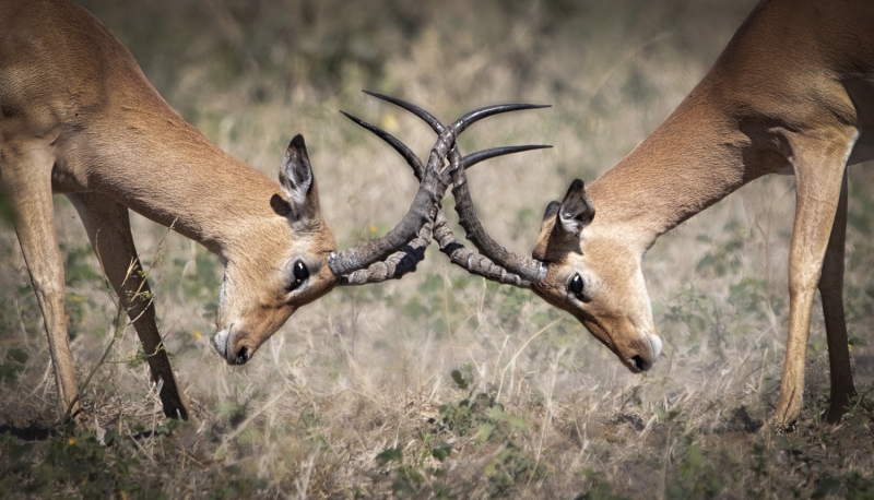 Botswana -4958-Edit
