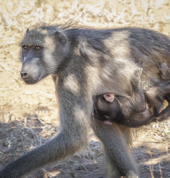 Botswana -5132-Edit