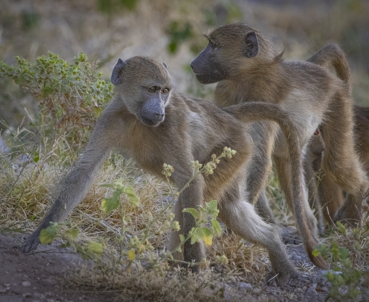Botswana -6373-Edit