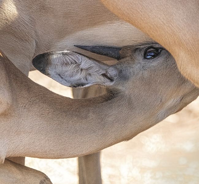 Botswana -6754-Edit