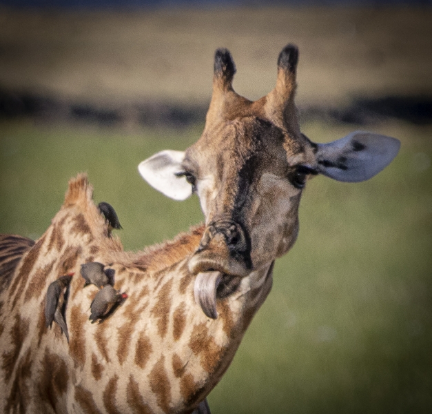 Botswana -6902