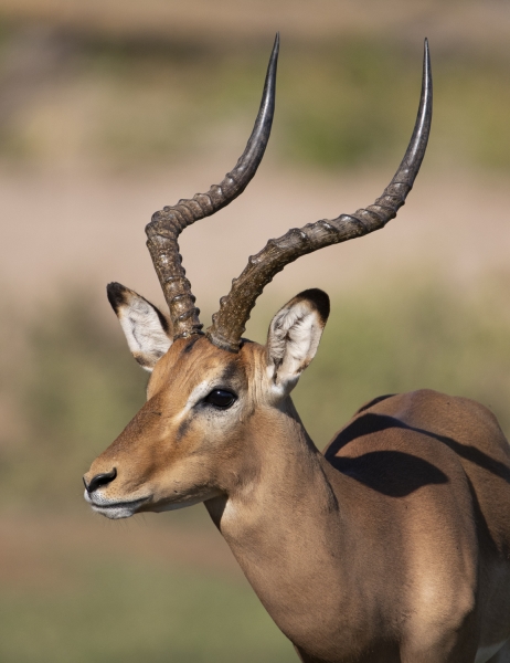Botswana -8335