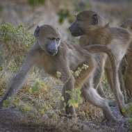 Botswana -6373-Edit