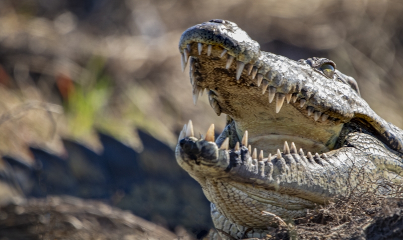 Botswana -3189-Edit