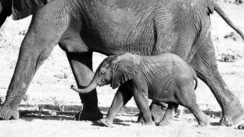 Botswana -3848-Edit