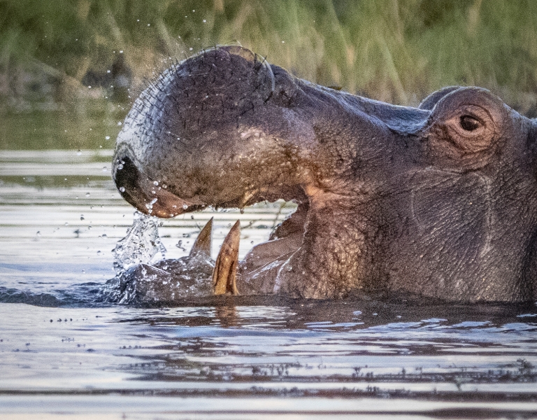 Botswana -4108
