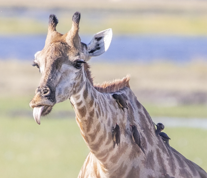 Botswana -6840-Edit