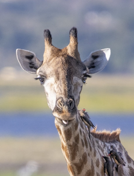 Botswana -6843