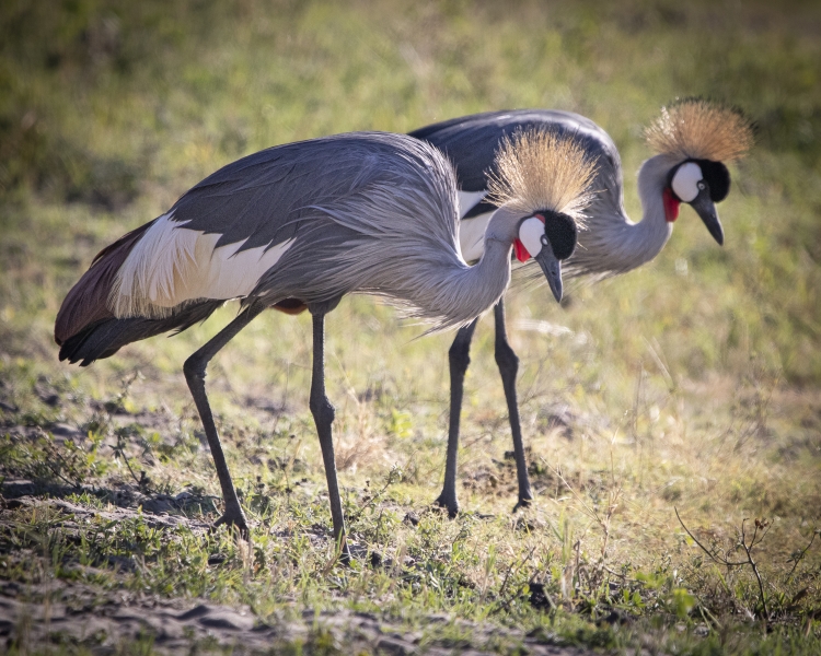 Botswana -6996