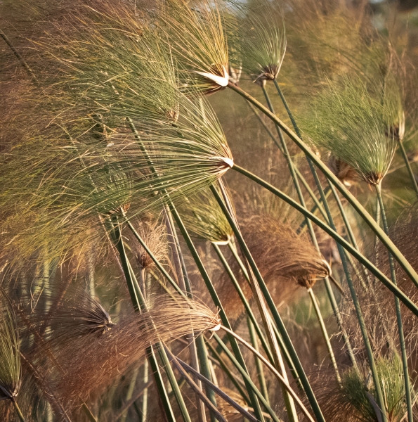Botswana -7903