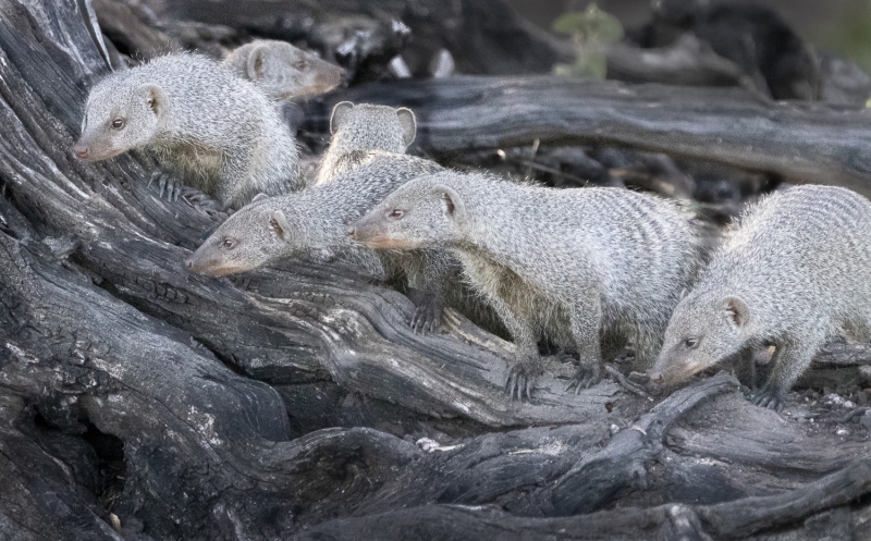 Botswana -8263