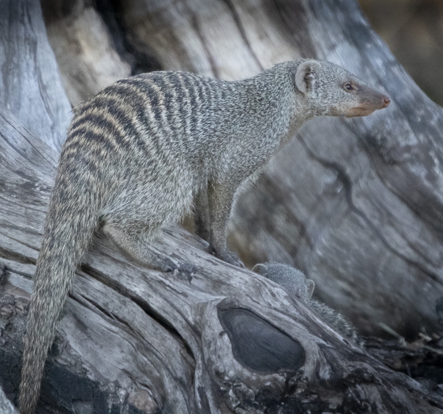 Botswana -8289