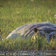 Botswana -6449-Edit