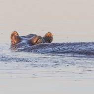 Botswana -6460