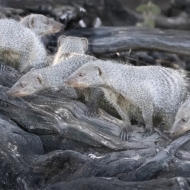 Botswana -8263