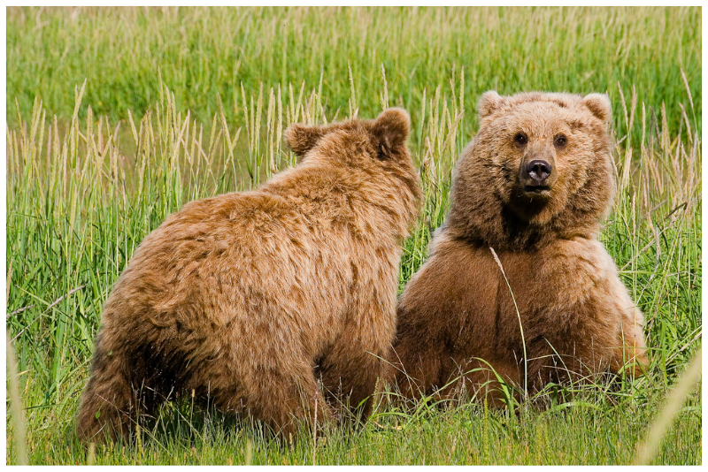 alaskan-brown-bear-33-edit-edit