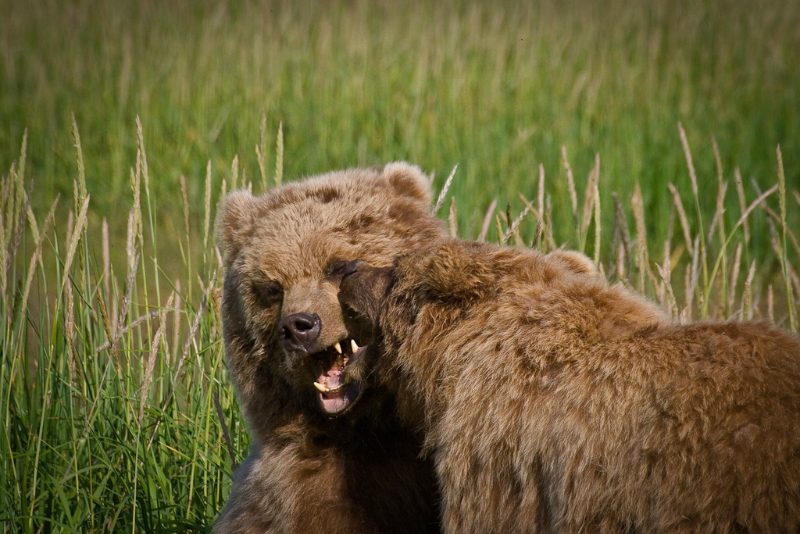 alaskan-brown-bear-35-edit