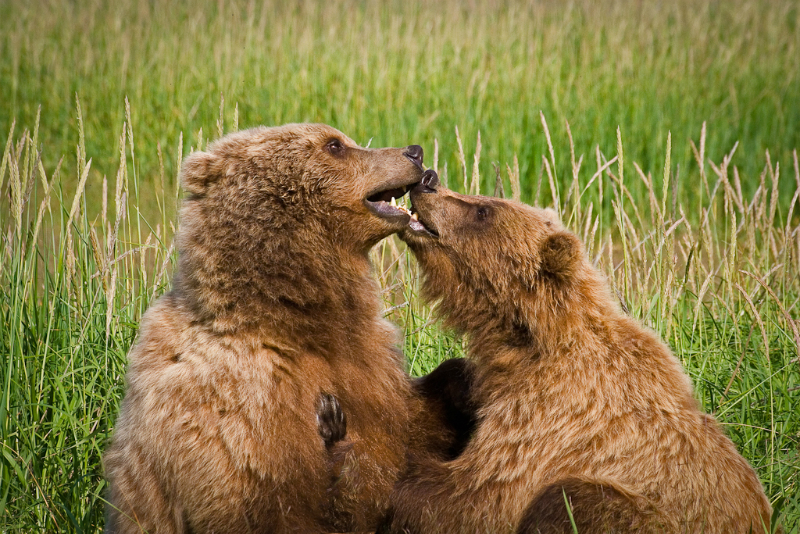 alaskan-brown-bear-37-edit