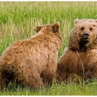 alaskan-brown-bear-33-edit-edit