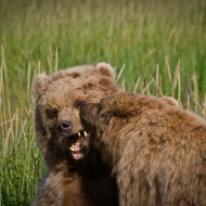 alaskan-brown-bear-35-edit