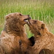 alaskan-brown-bear-37-edit