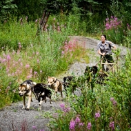 mushing