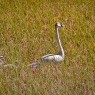 trumpeter-swans
