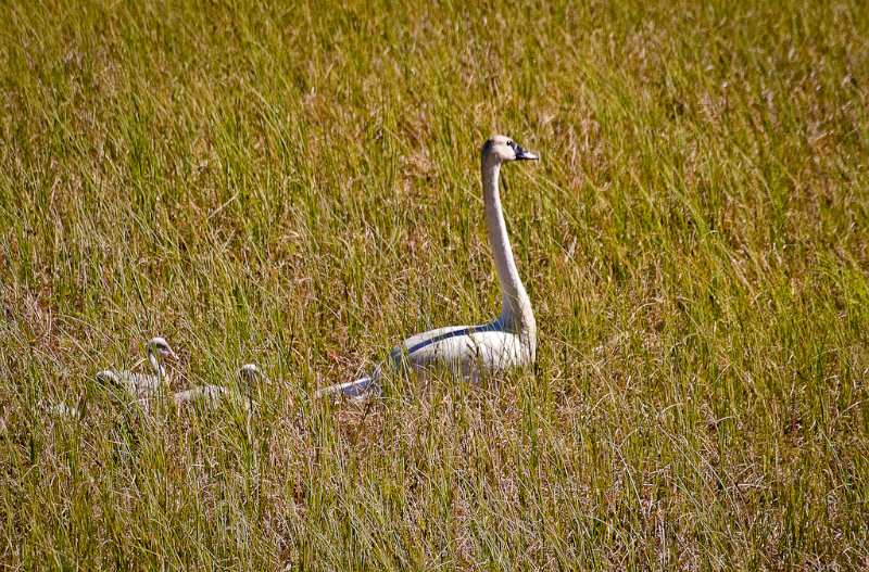 trumpeter-swans