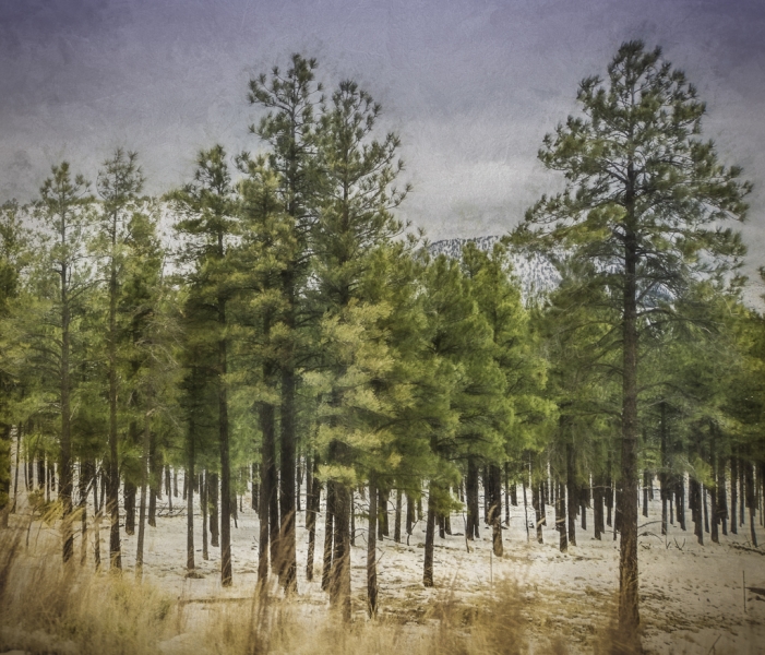 Arizona-3953-Edit-Edit