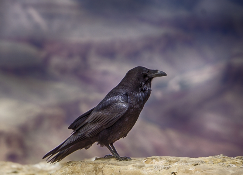 Arizona-3689_HDR
