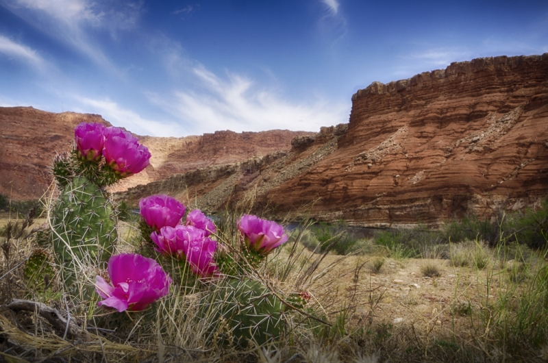 Arizona--9
