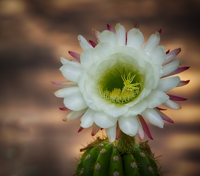Arizona-1406_HDR-Edit