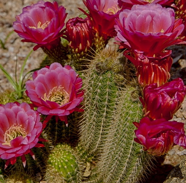 Arizona-1479_HDR