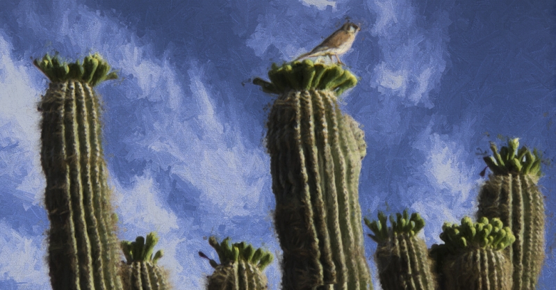 Arizona-1661-Edit