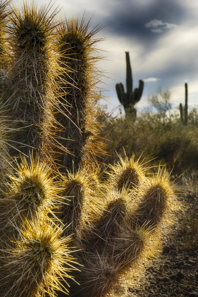 Arizona-1677_HDR-Edit
