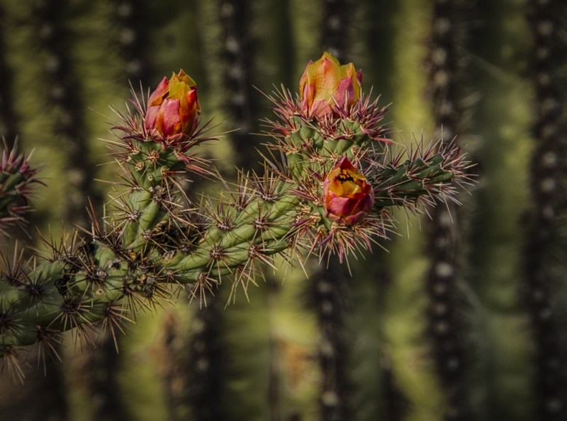 Arizona-1704_HDR-Edit