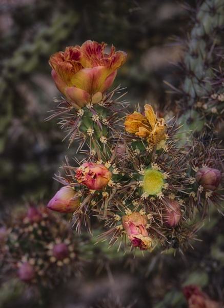 Arizona-1798_HDR-Edit
