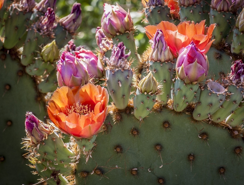 Arizona-6894