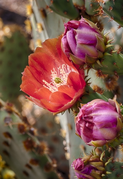 Arizona-6915_HDR