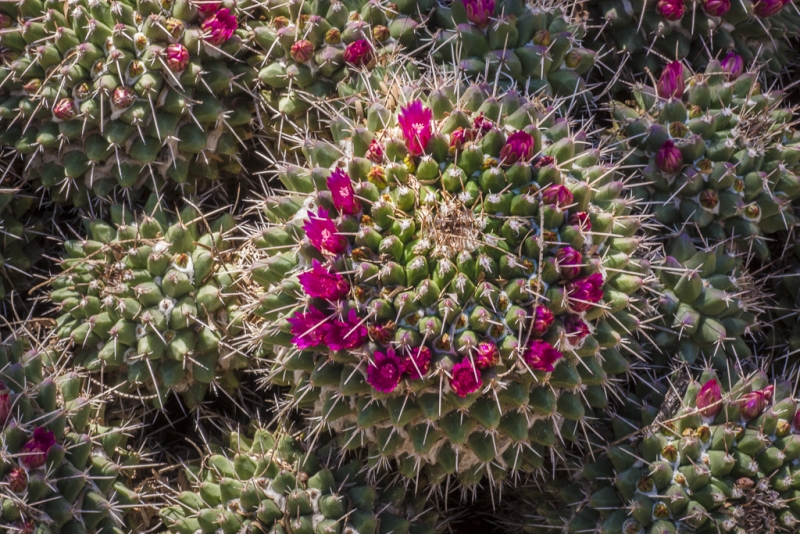 Arizona-6964