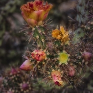 Arizona-1798_HDR-Edit