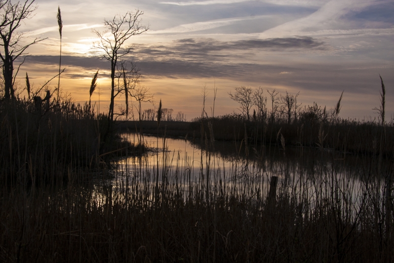 Bombay Hook-1