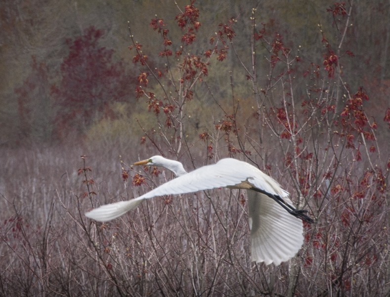 Bombay Hook-12