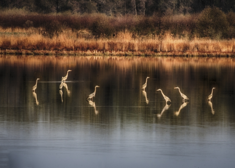 Bombay Hook-2