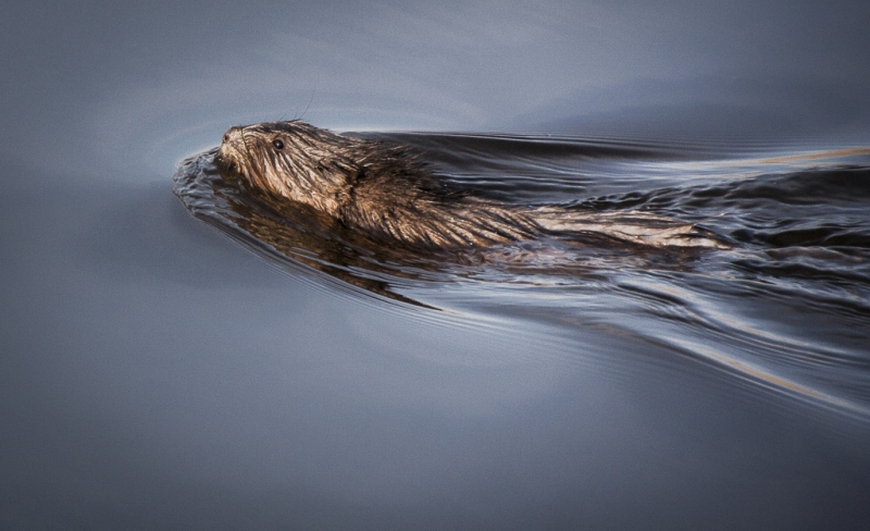 Bombay Hook-3