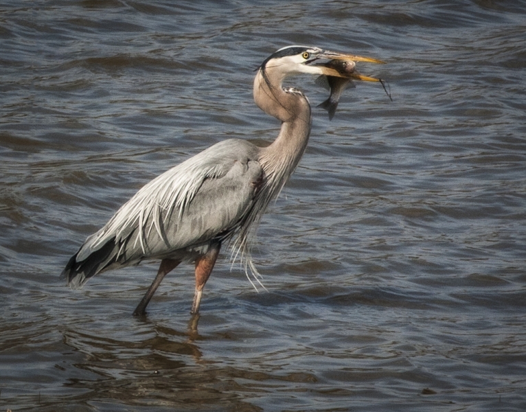 Bombay Hook-7