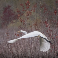 Bombay Hook-12