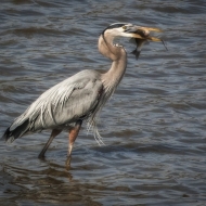 Bombay Hook-7