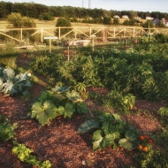 garden-9510_hdr-edit