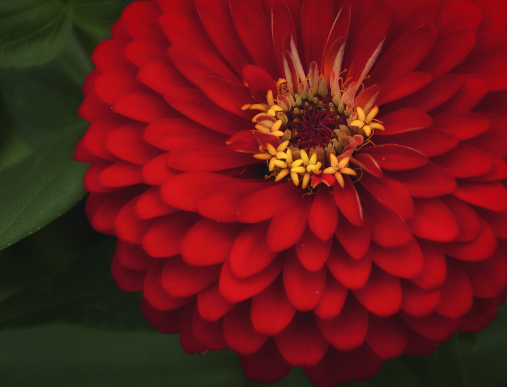 garden-2236-edit